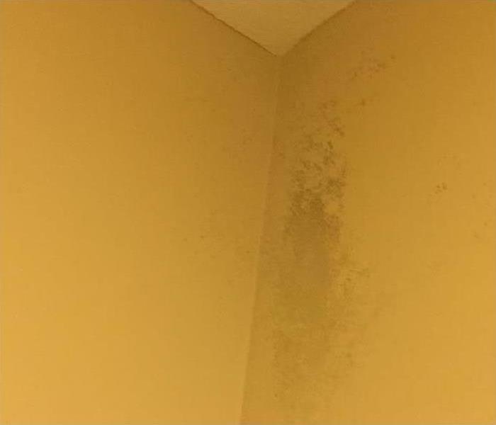 Mold on bedroom wall