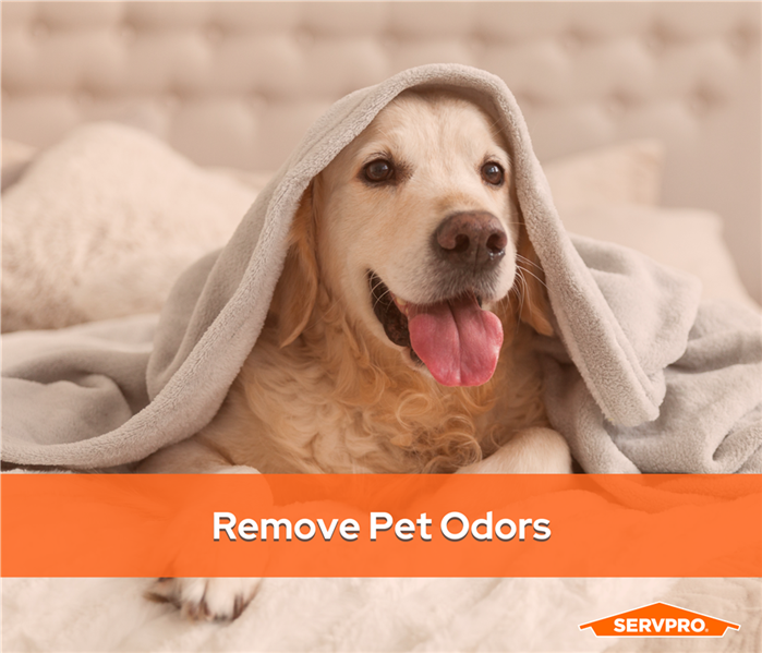 a golden retriever dog under a blanket with the text above it "Remove pet odors" and SERVPRO logo